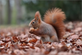<p>VEVERKA OBECNÁ (Sciurus vulgaris) ----- /Red squirrel - Eichhörnchen/</p>